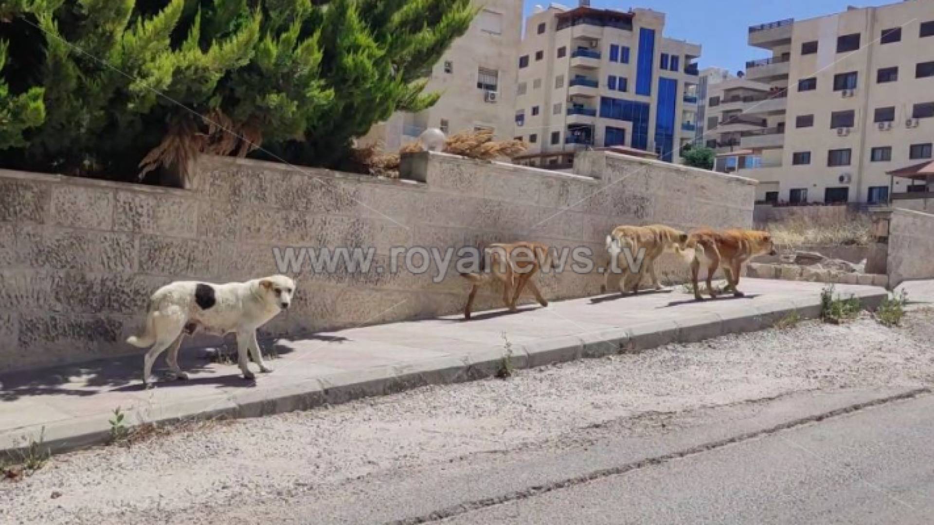 كلاب ضالة في منطقة مرج الحمام في العاصمة عمان
