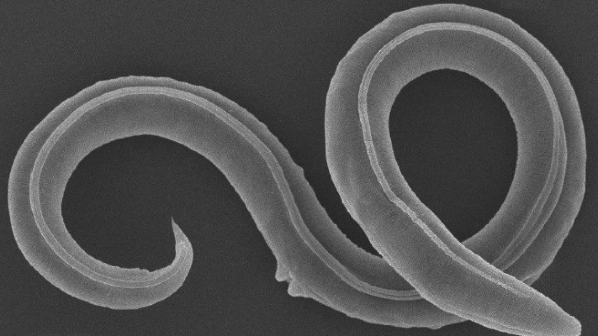 دودة العصر الحجري بعد إحيائها من قبل العلماء