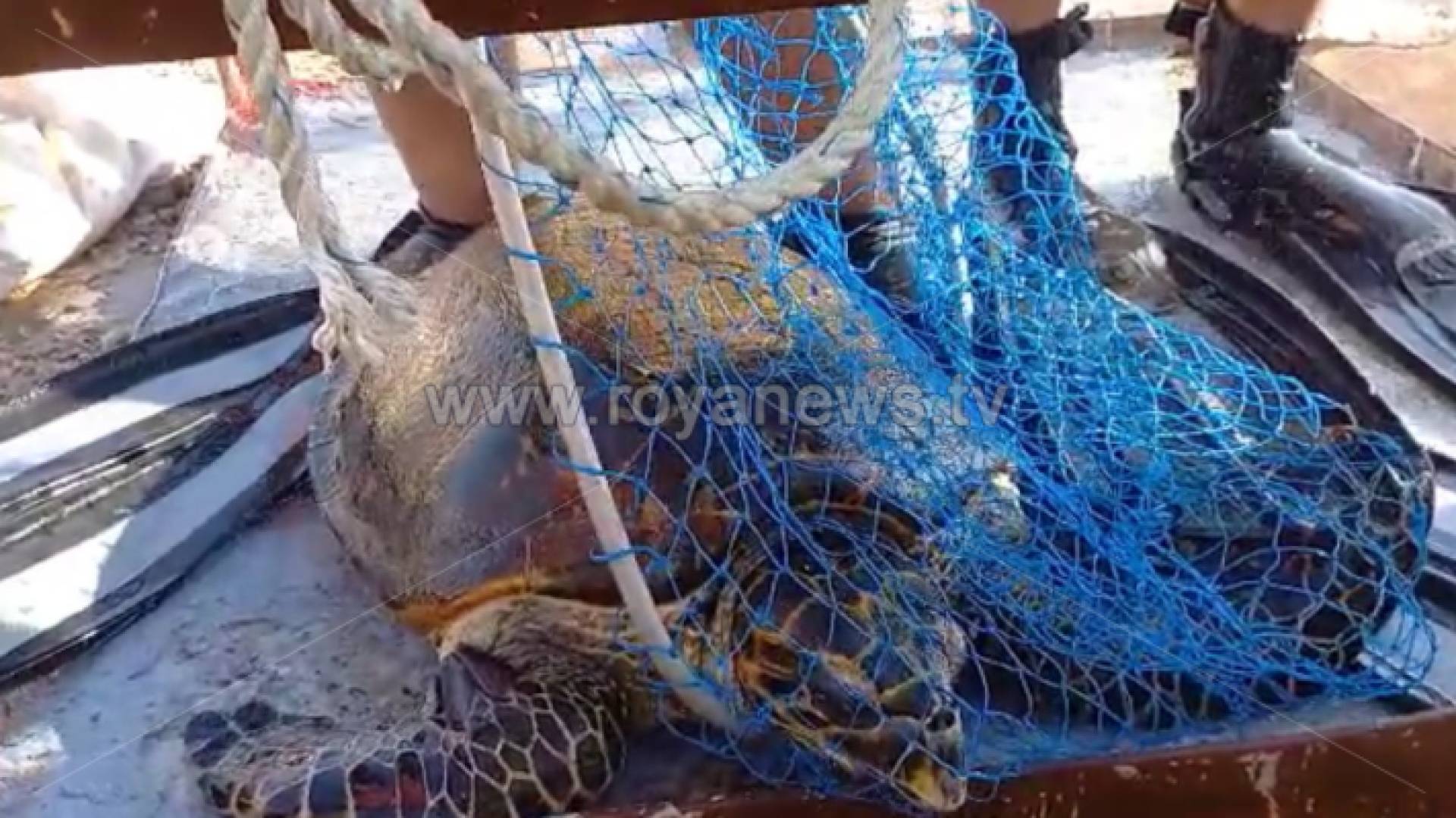 السلفحفاة التي تم إنقاذها