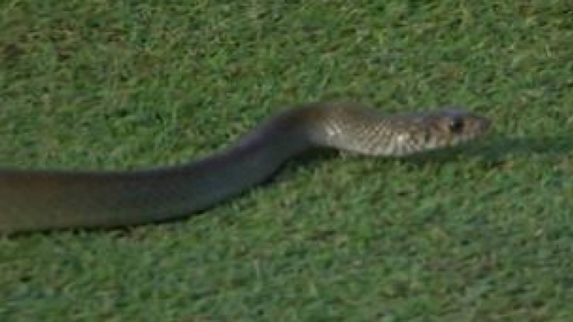 صورة للثعبان