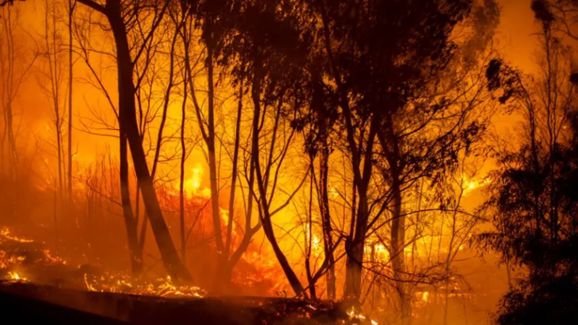 حرائق تلتهم أشجارا في قبرص