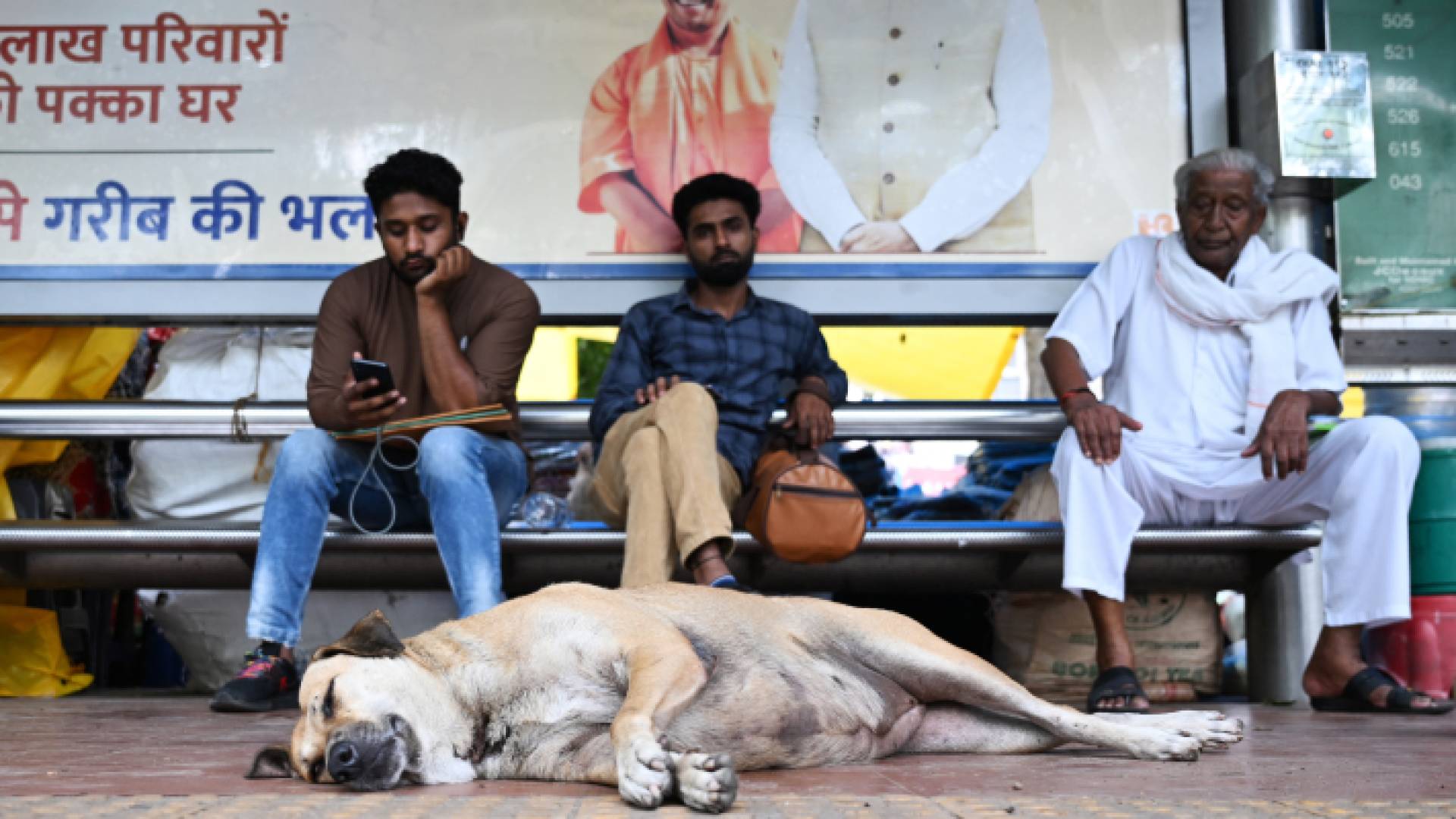 كلب في شوارع نيودلهي بالهند