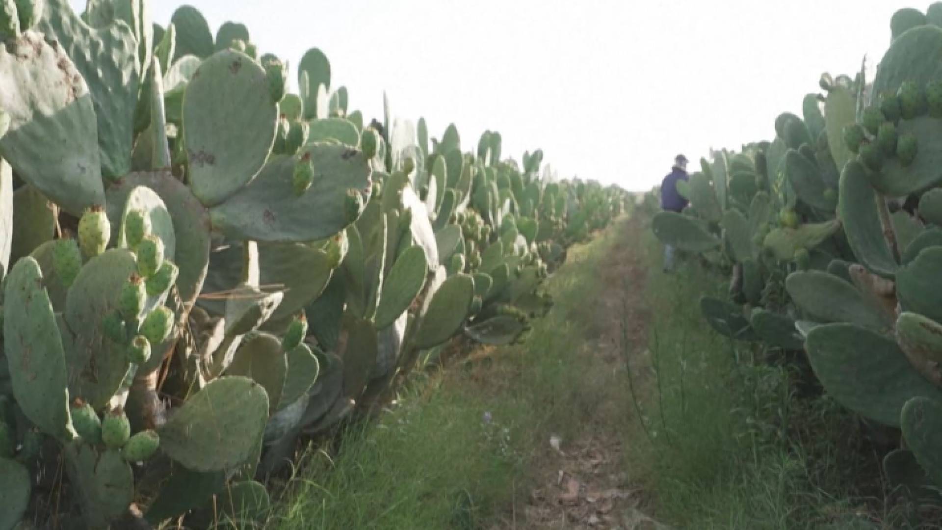 لقطة من مزرعة عايد أبو رمضان في قطاع غزة