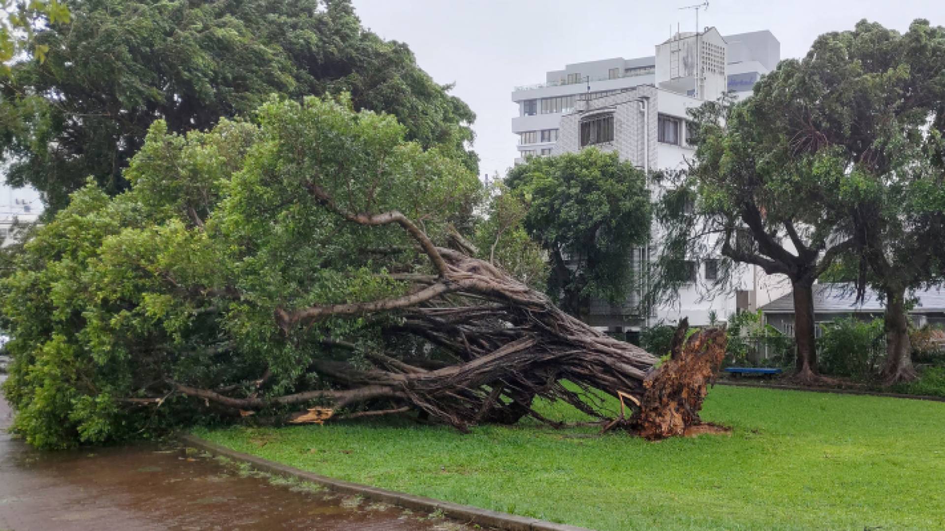 الإعصار تسبب باقتلاع أشجار في اليابان