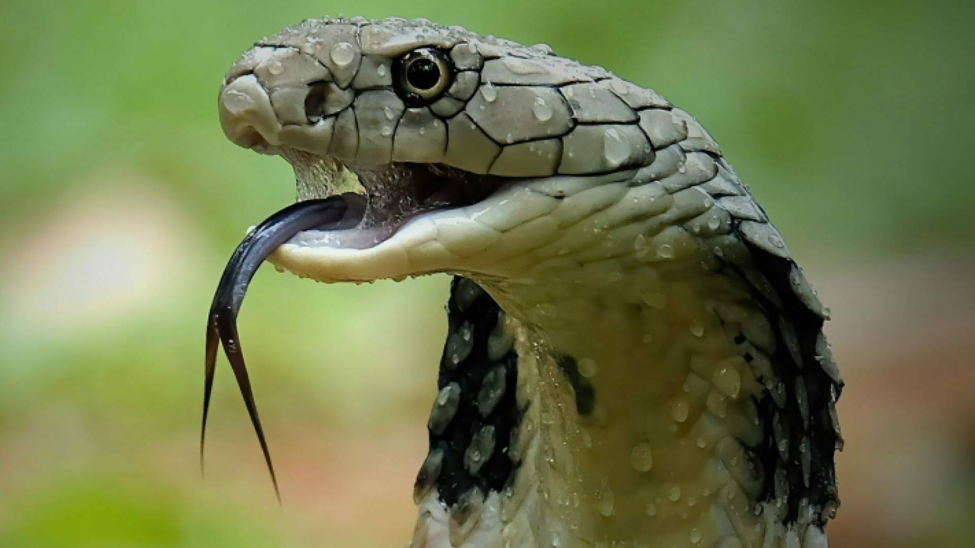 أفعى "تعبيرية"