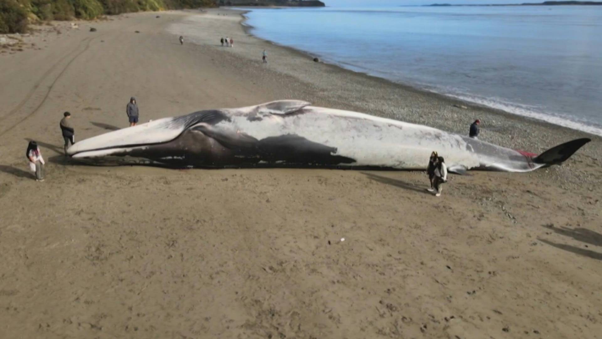 حوت نافق على شاطئ في تشيلي