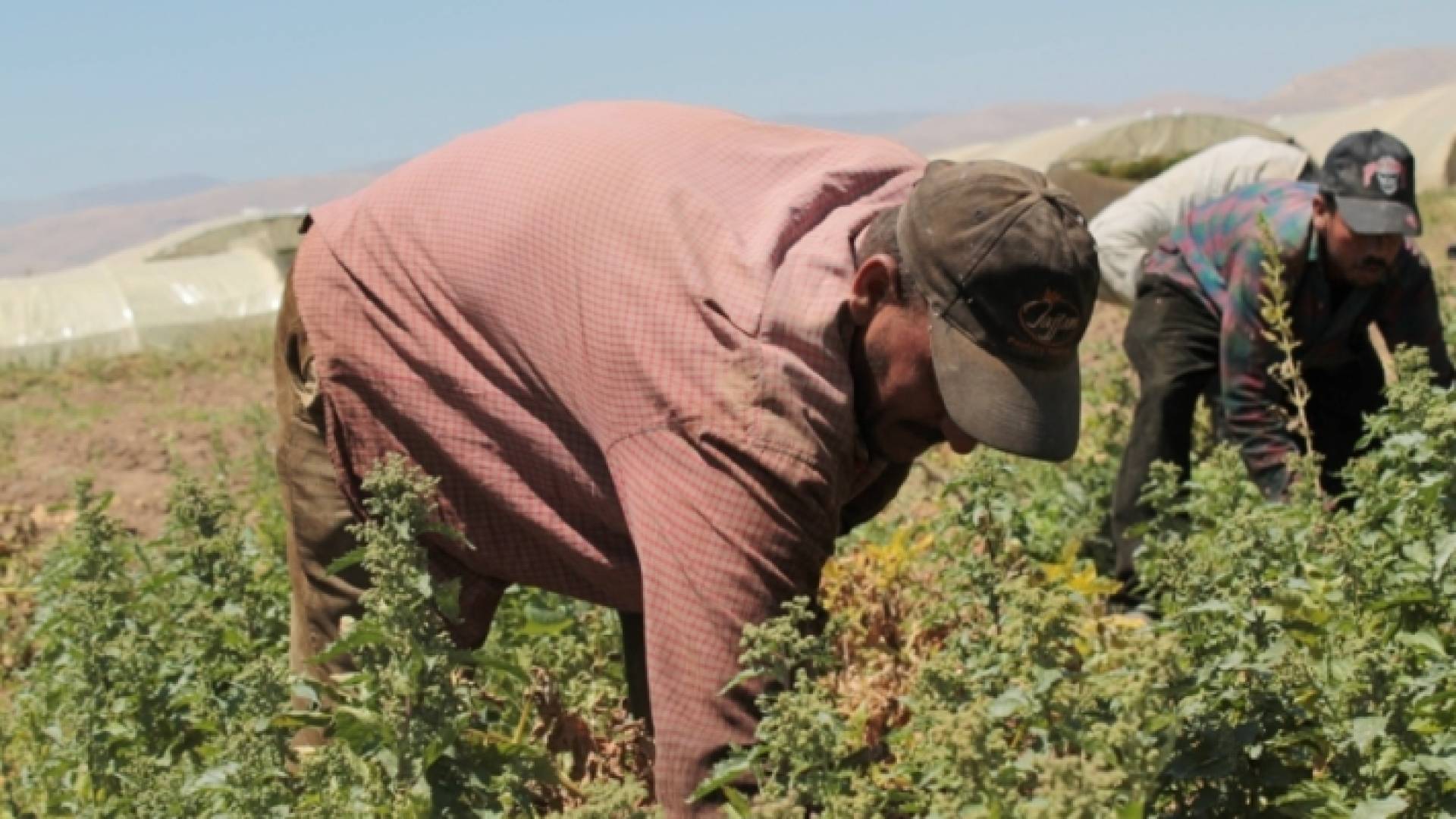 عامل في إحدى المزارع