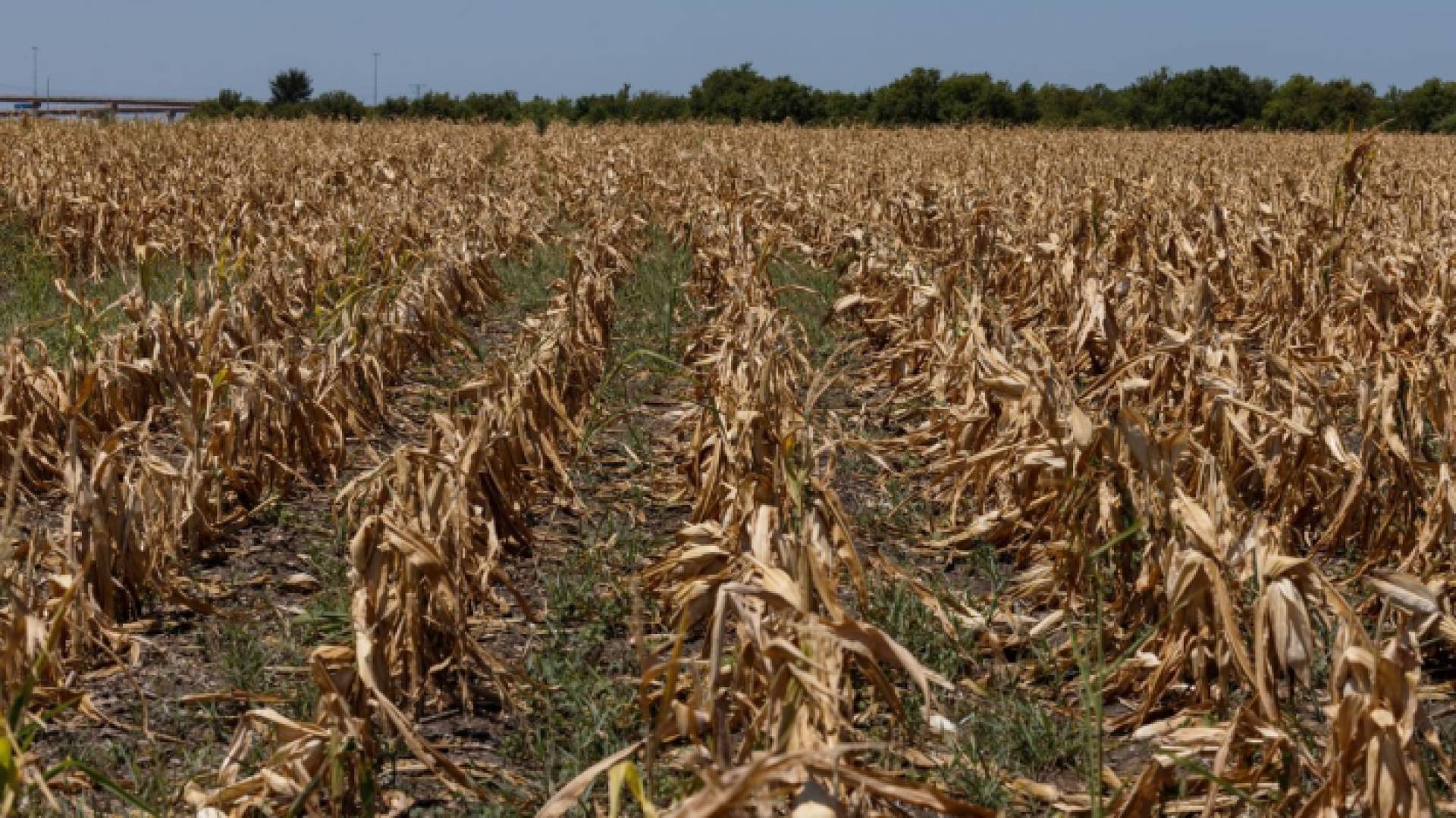 تلف محصول زراعي - تعبيرية