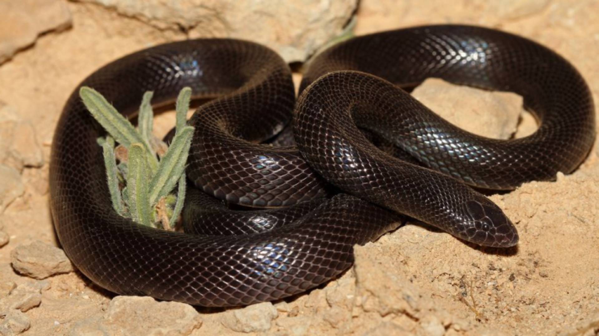 الأسود الخبيث