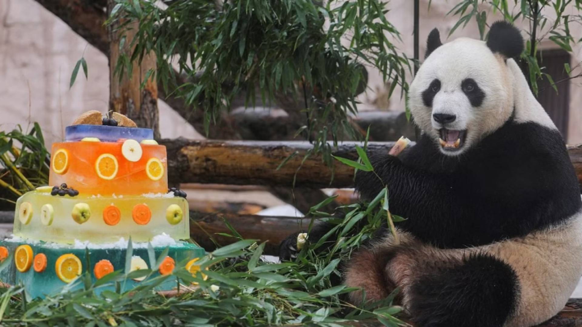 الباندا لو لي