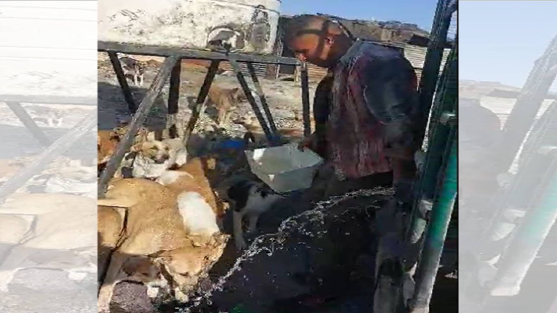 الشاب عبدالله سويدان يقدم الماء للكلاب