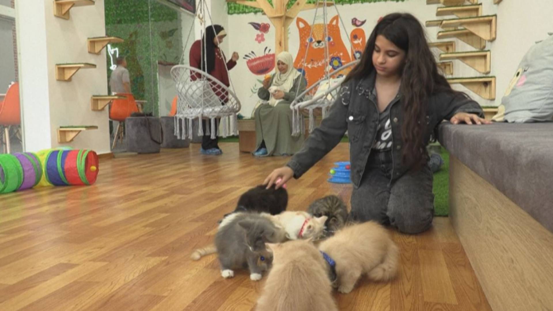 مقهى للقطط في قطاع غزة