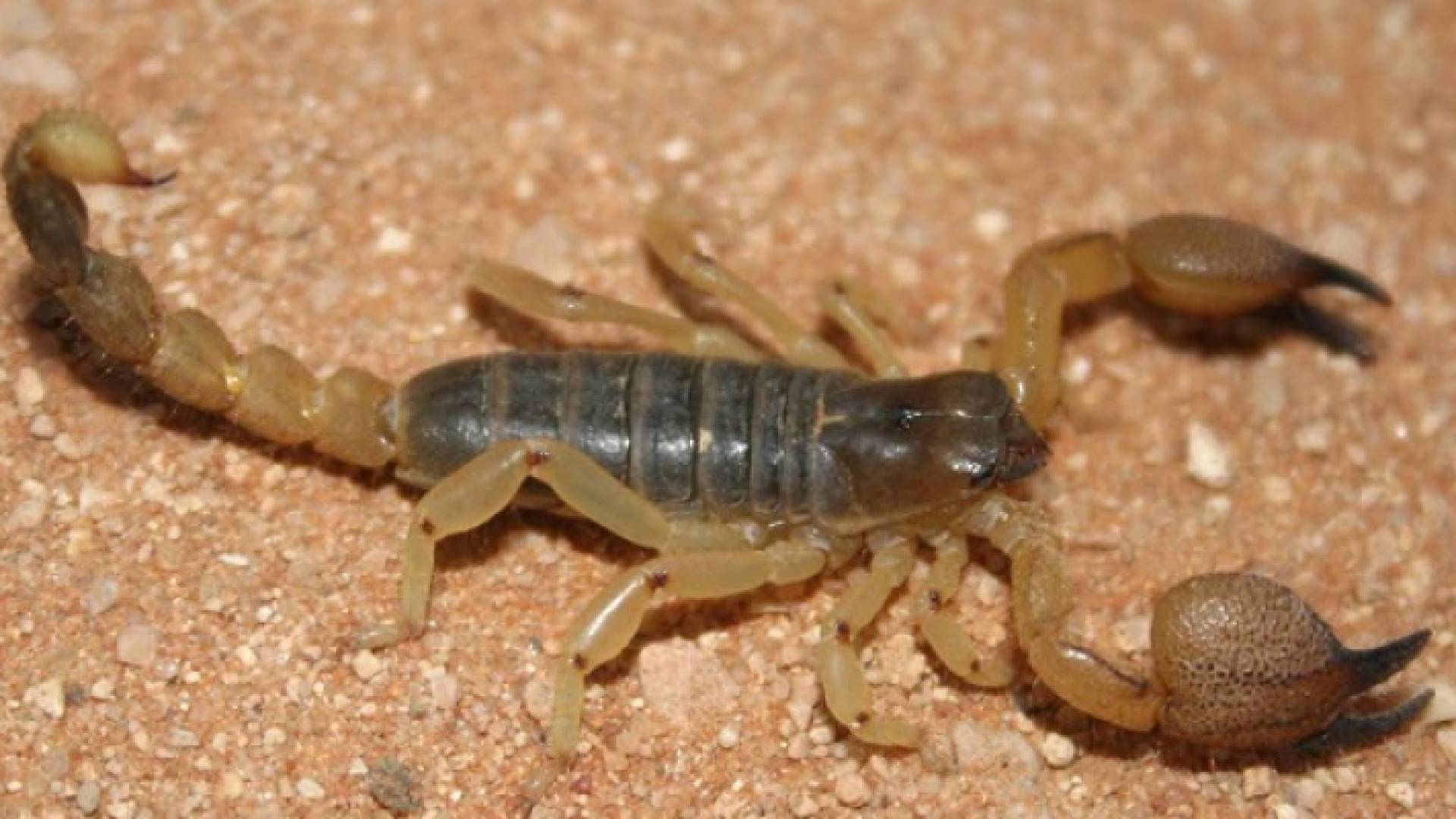 عقرب ليورس هيبريوس