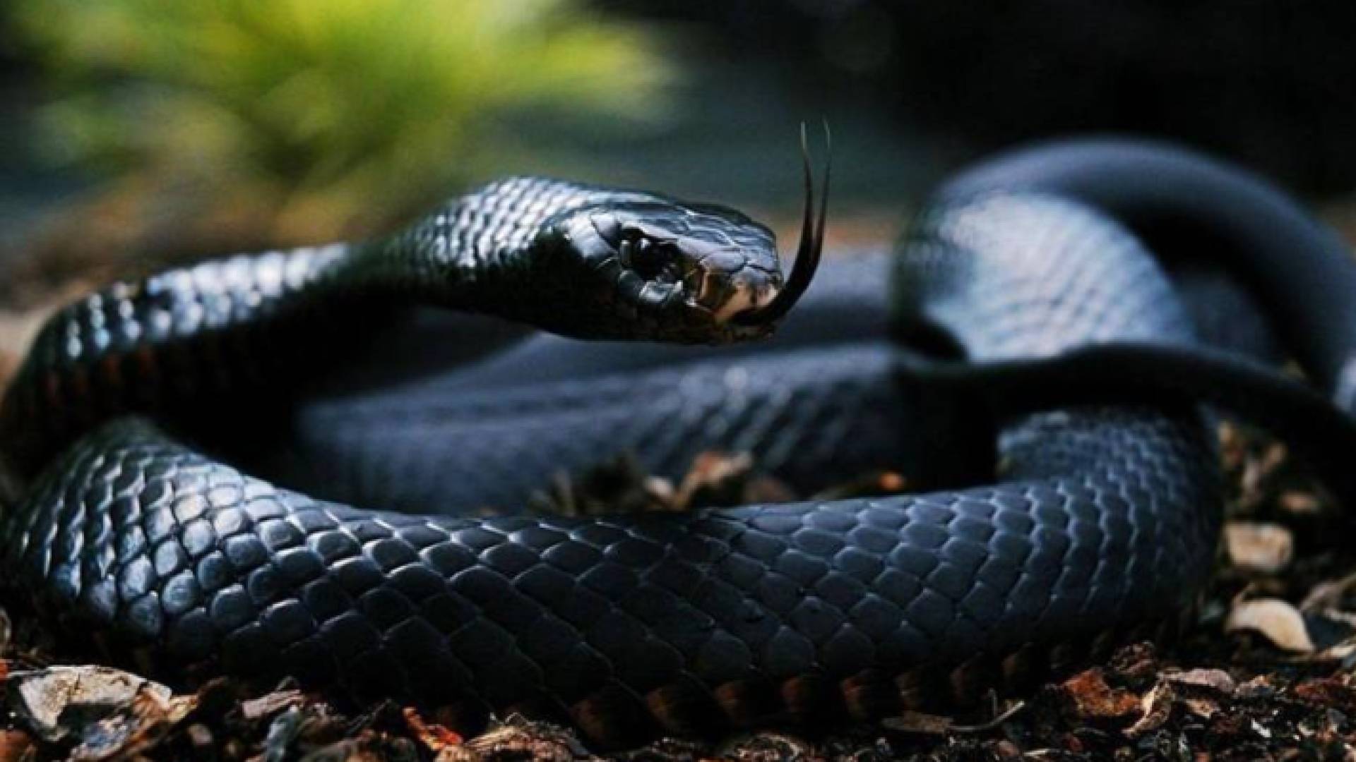 أفعى الأسود الخبيث