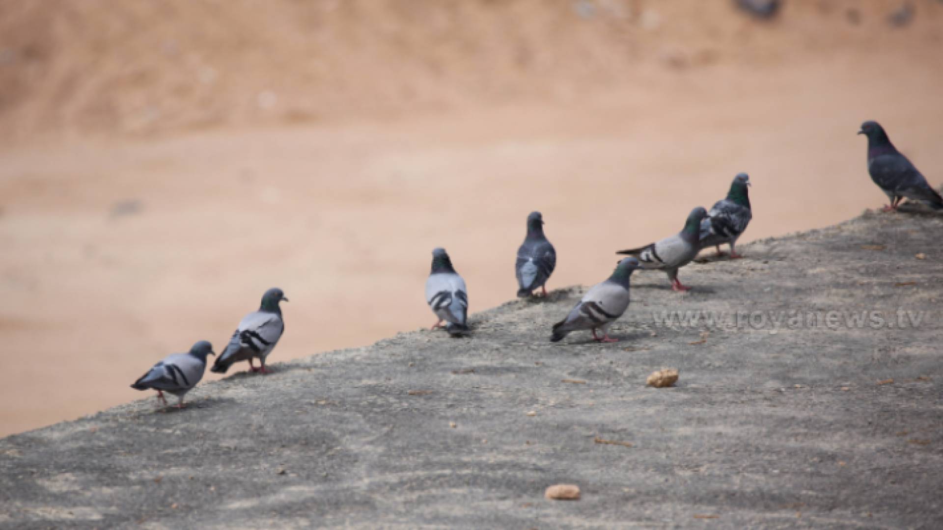 أجواء لطيفة الحرارة