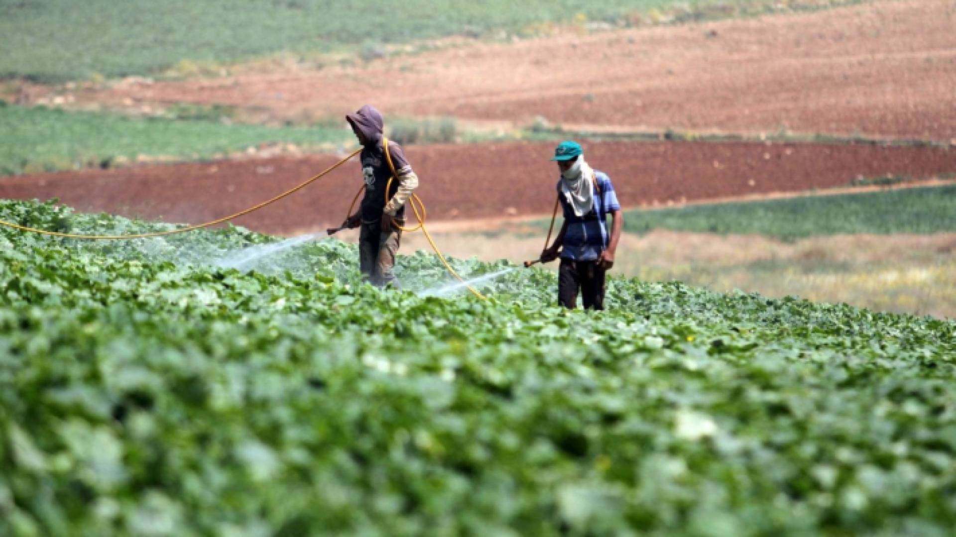 مزارعان يقومان بري المزروعات