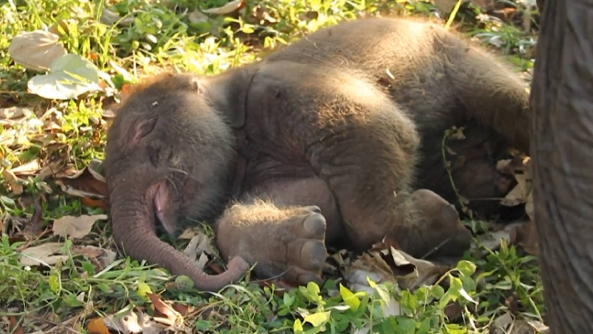 ولادة عجل فيل