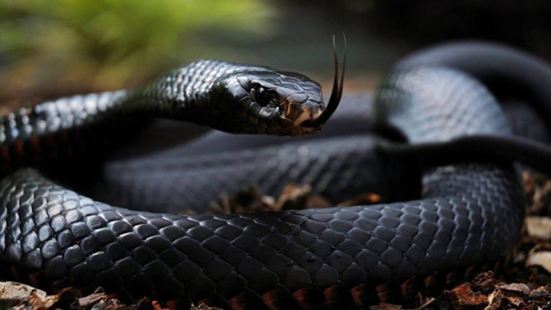 أفعى "تعبيرية"