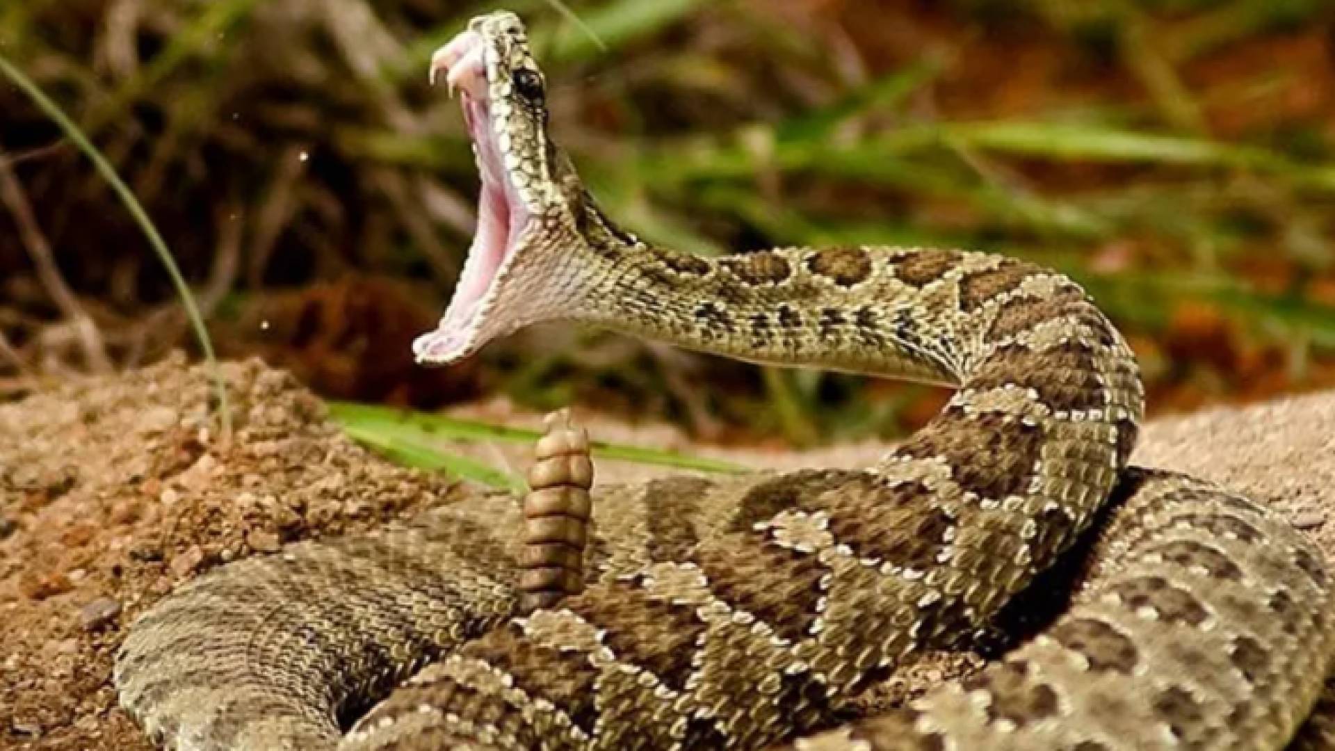 أفعى فلسطين