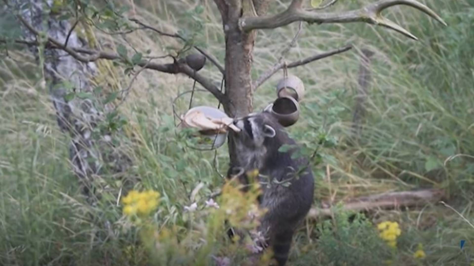 الراكون - أمريكا الشمالية