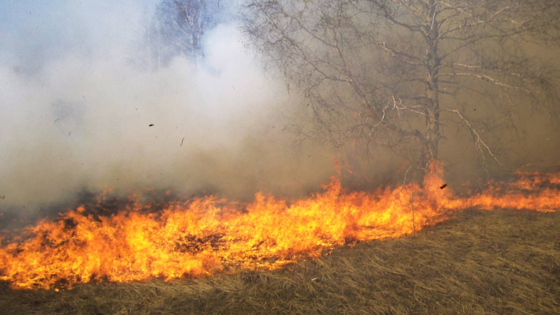 حريق يلتهم محصول زراعي- أرشيفية