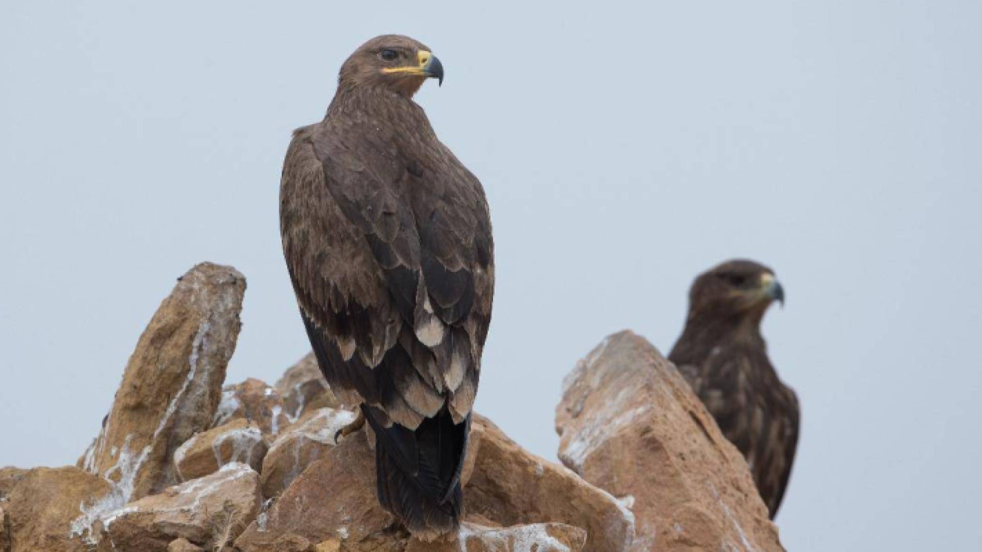 "الملكية لحماية الطبيعة": رصدنا مرور عقاب السهوب المهدد بالأنقراض