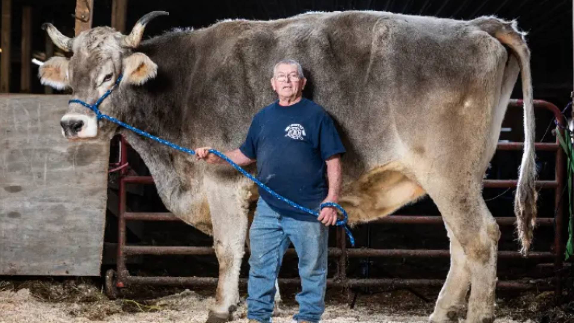 يبلغ طول تومي أكثر من 1.87 متر