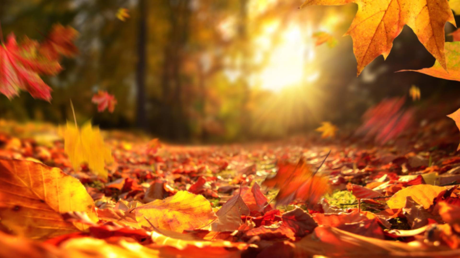 الخريف - تعبيرية