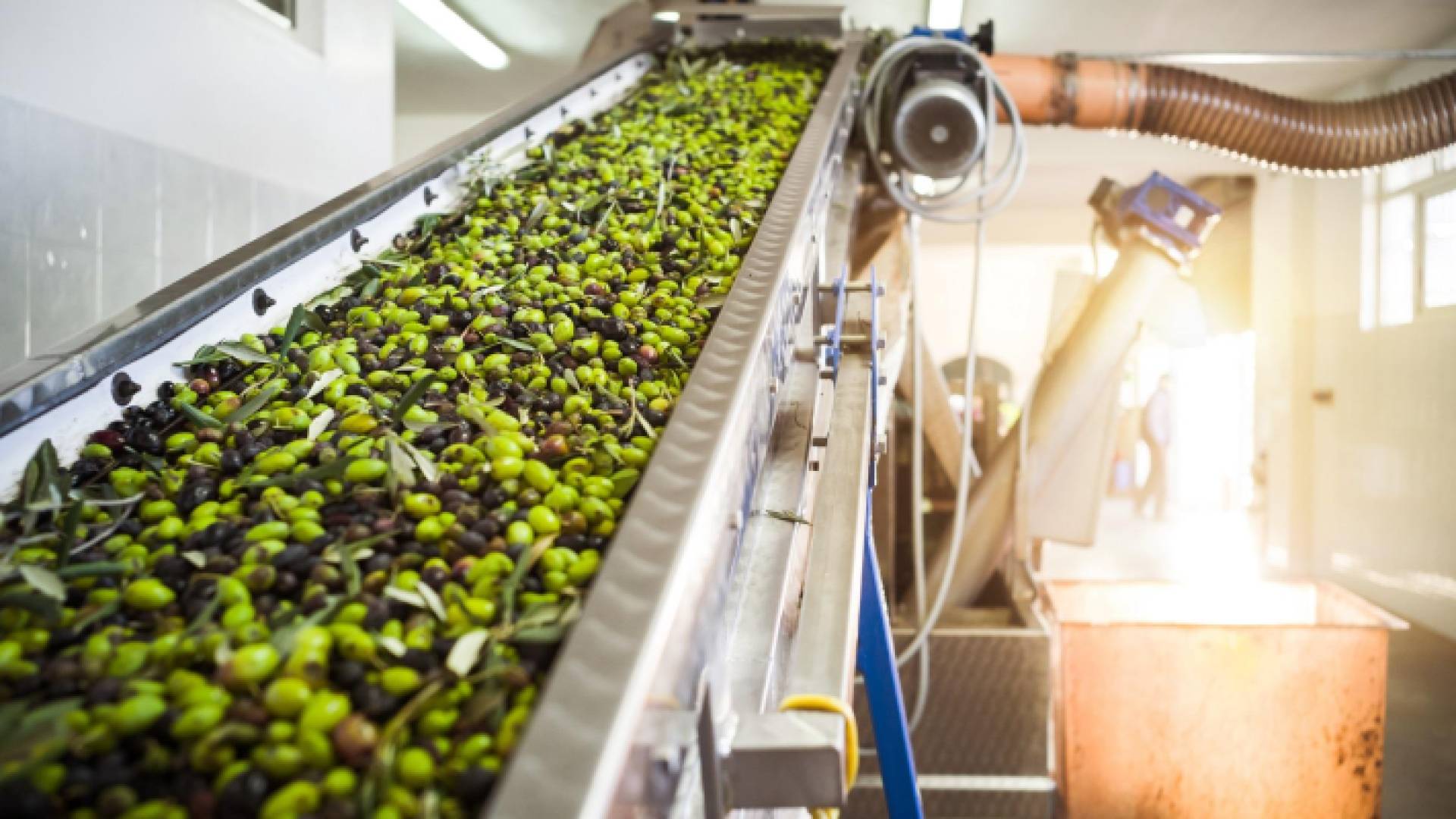 عمل المعاصر لهذا الموسم يبدأ في الخامس والعشرين من تشرين الأول