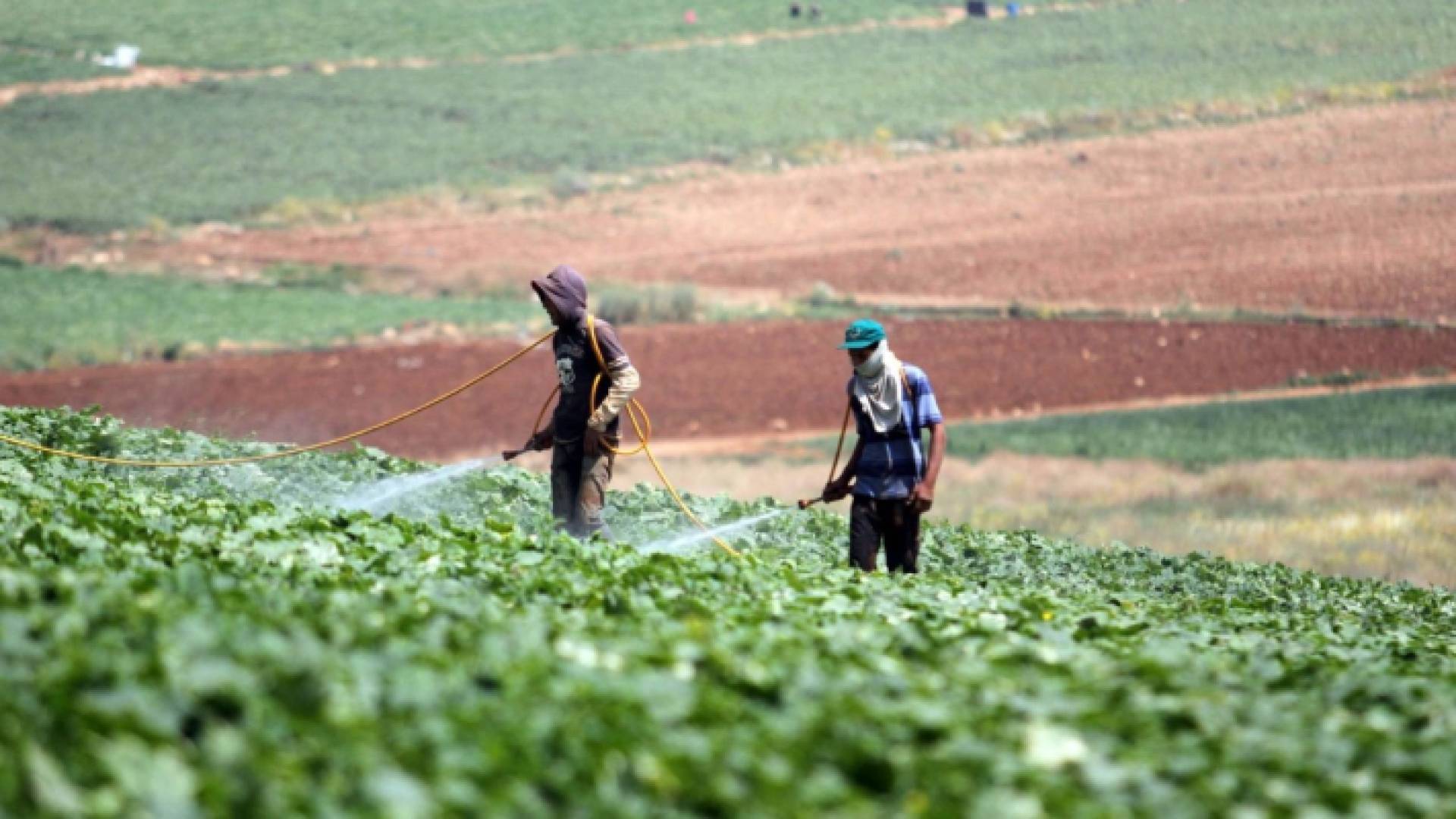 مزارعون يقومون بري مزروعاتهم "تعبيرية"