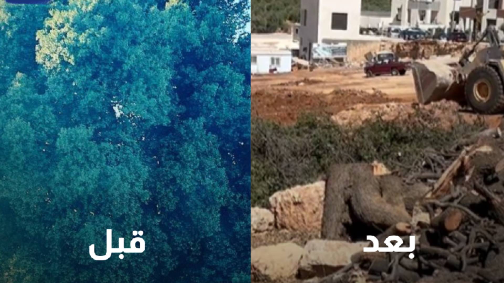 قطع الاشجار في الفحيص