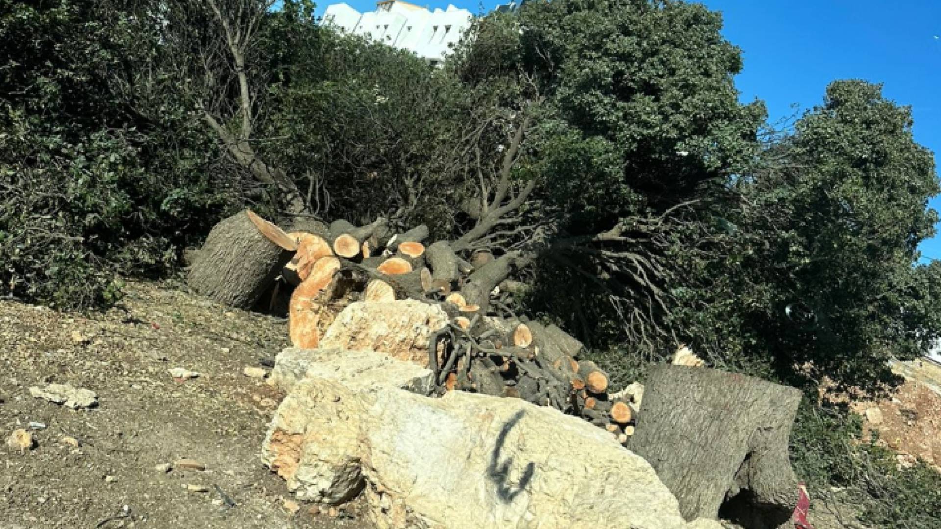 قطع شجرة بلوط