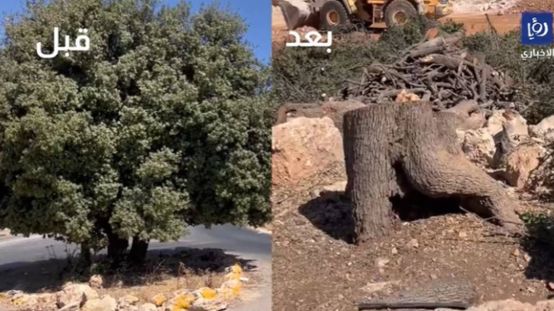 صورة الشجرة التي تعرضت للقطع