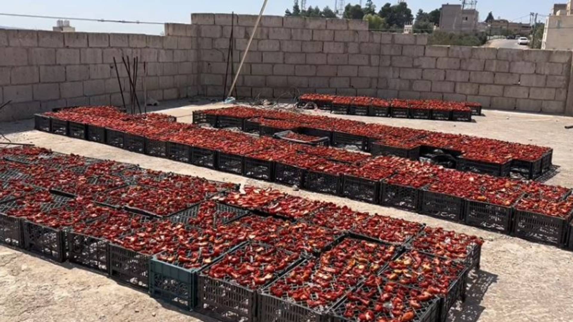 تجفيف البندورة