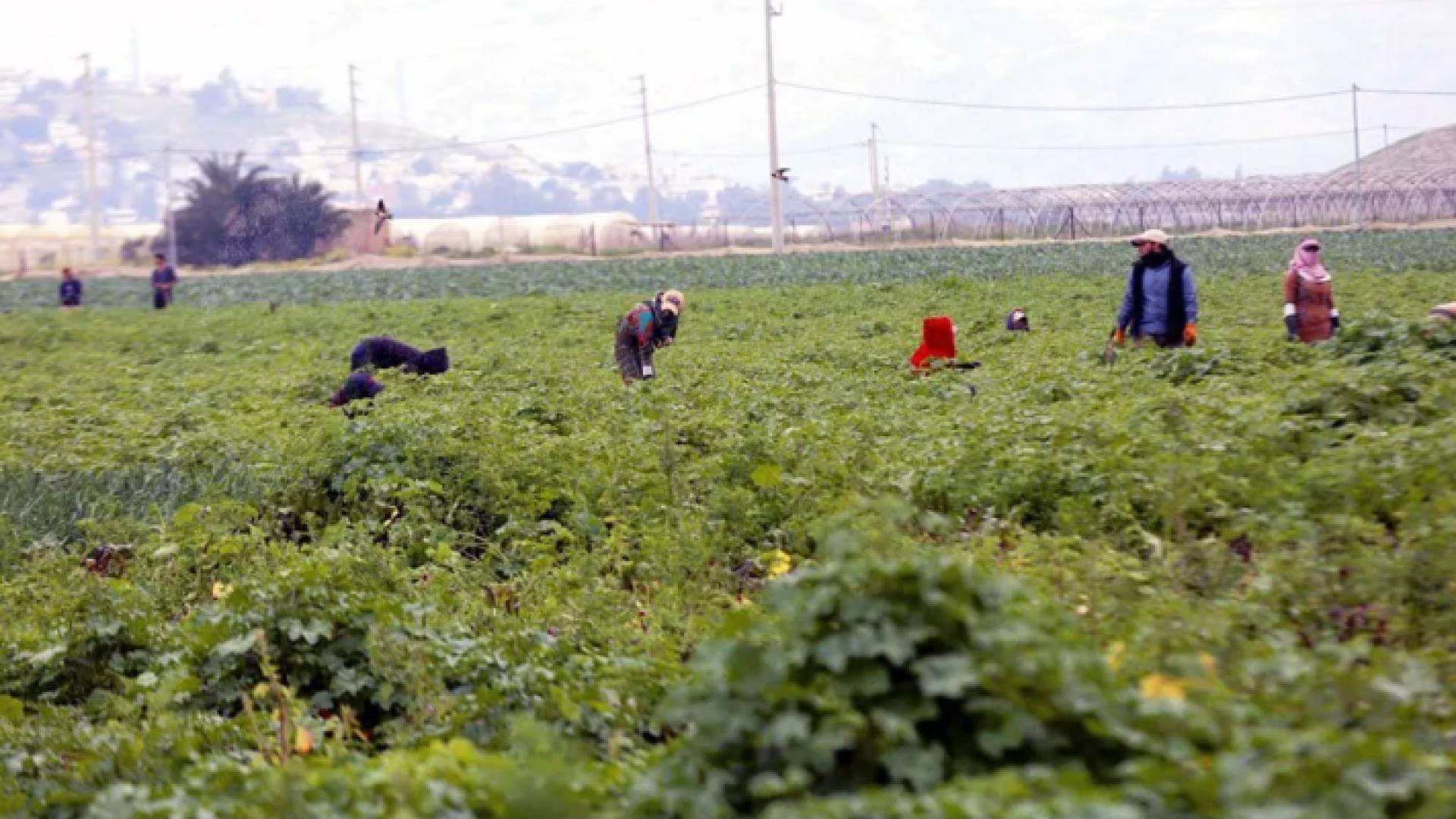 مزارعون - أرشيفية