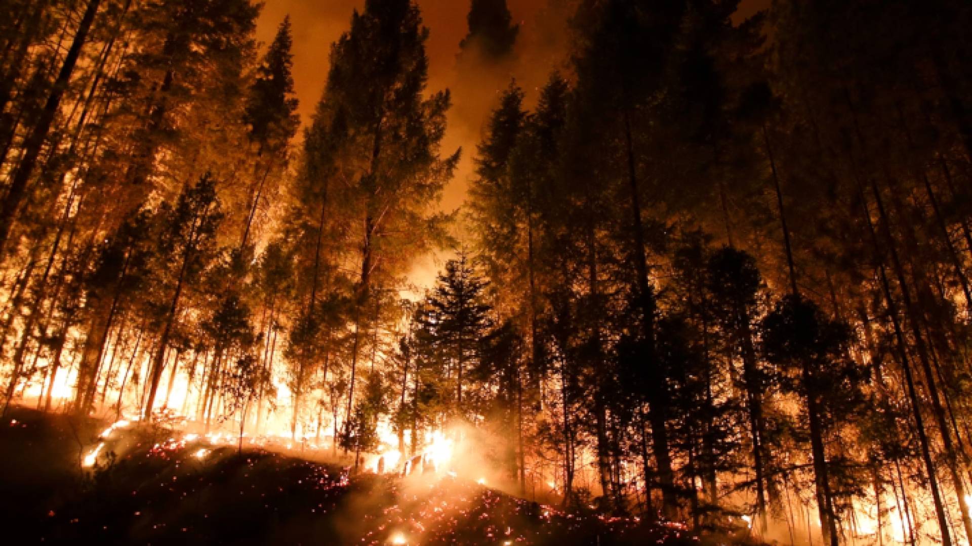 حرائق مستعرة في غابة