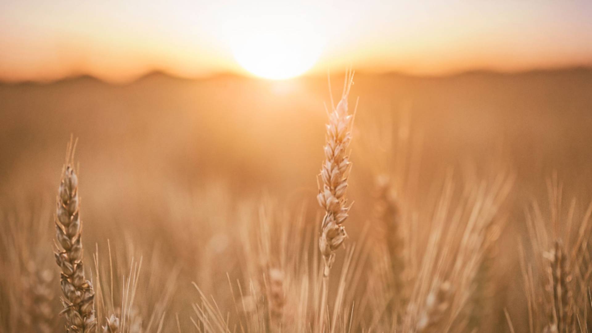 قمح - أرشيفية