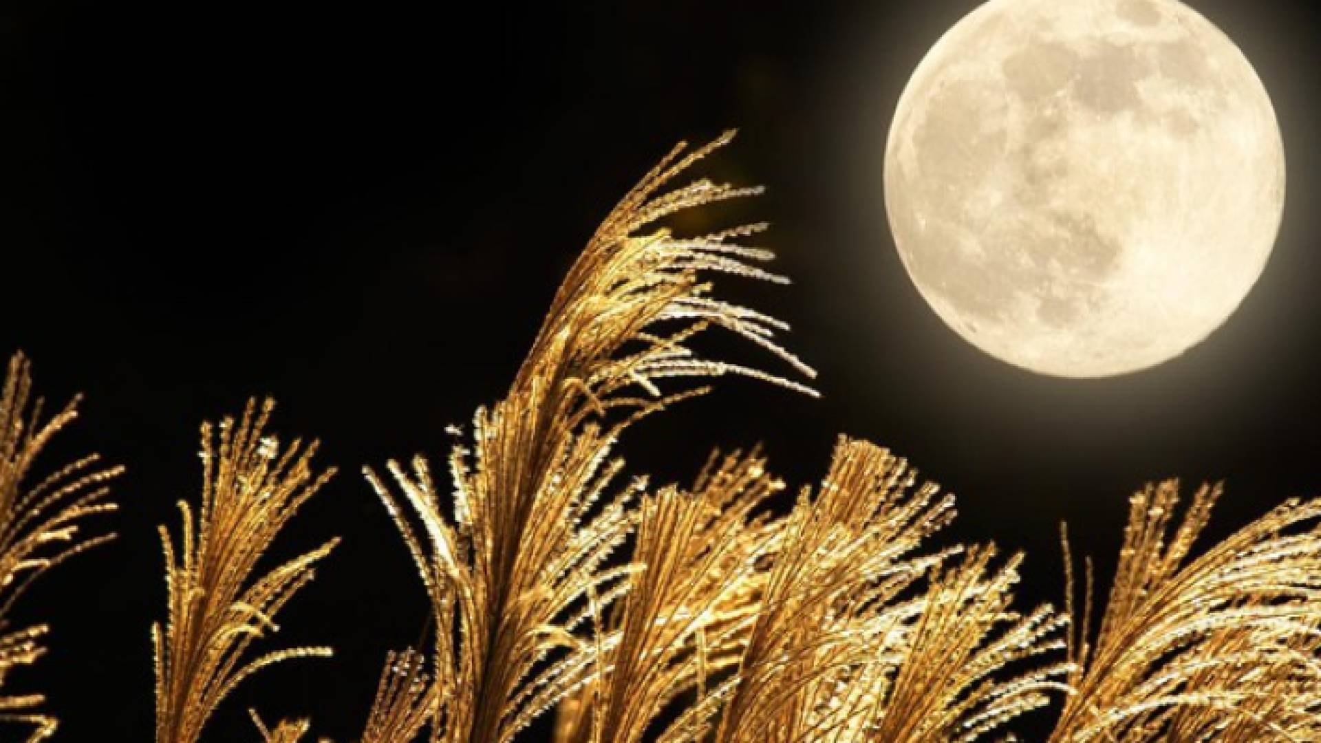 قمر الحصادين