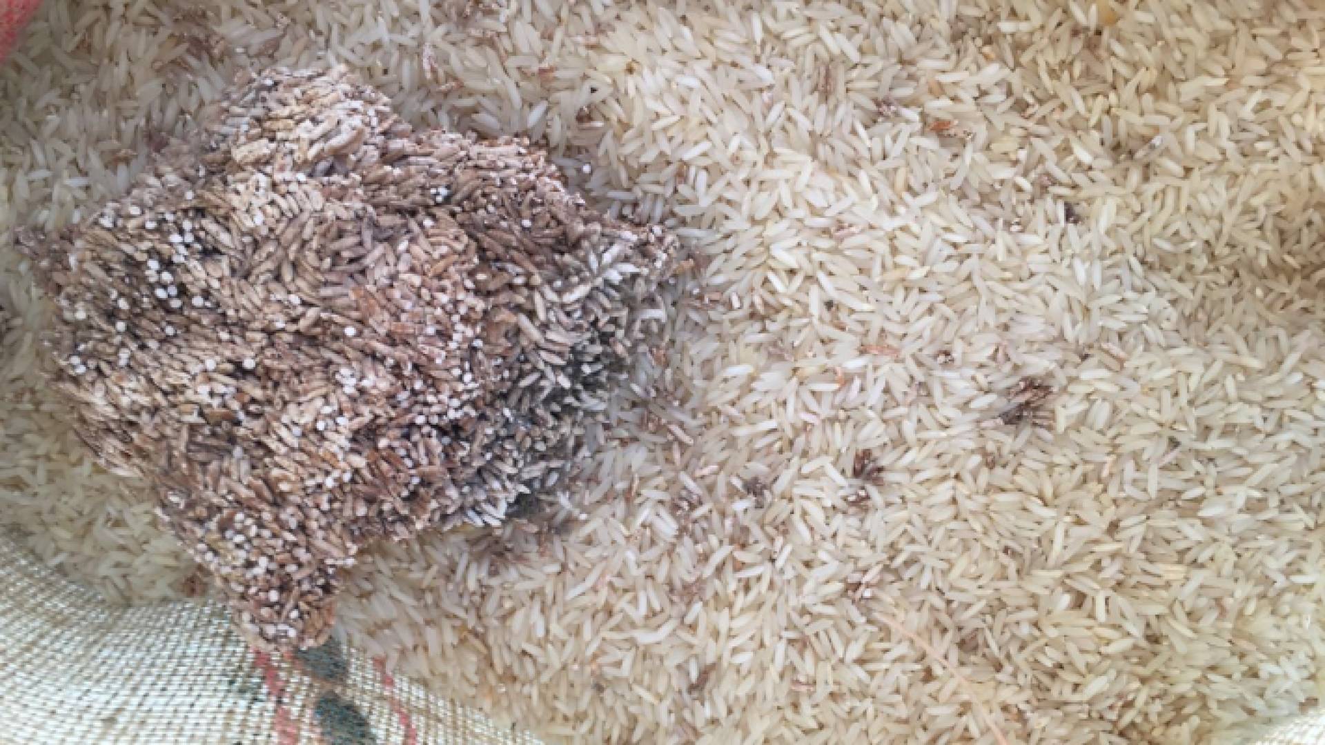 صورة تعبر عن أرز فاسد