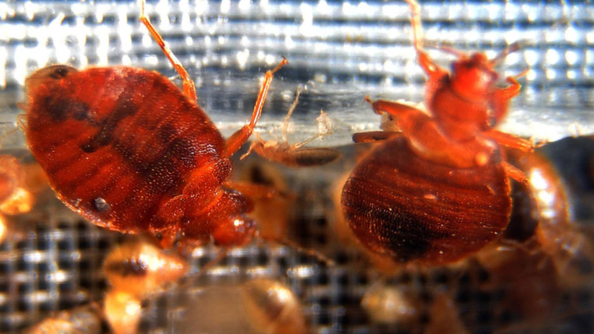 صورة لبق الفراش داخل مقعد اسفنجي