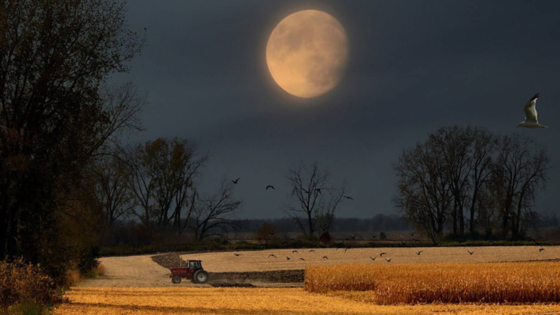 المزارعون يعتمدون على إضاءة قمر الحصادين للعمل ليلا