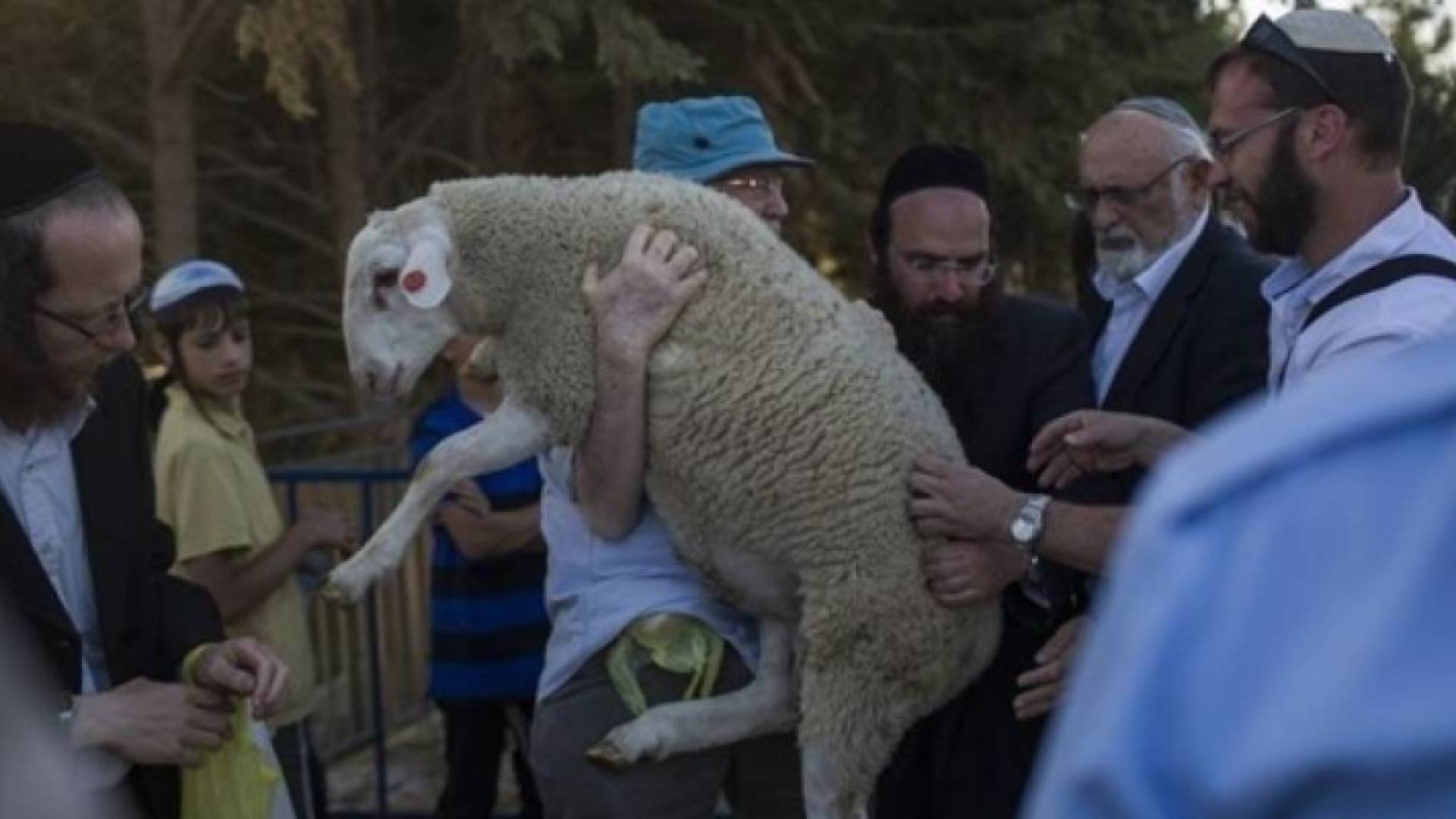 مستوطنون يحاولون إدخال "خروف" لذبحه في باحات الأقصى "أرشيفية"