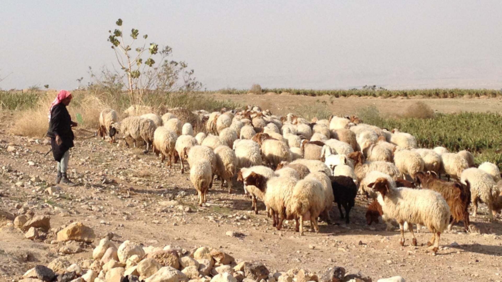 تربية الأغنام في الأردن