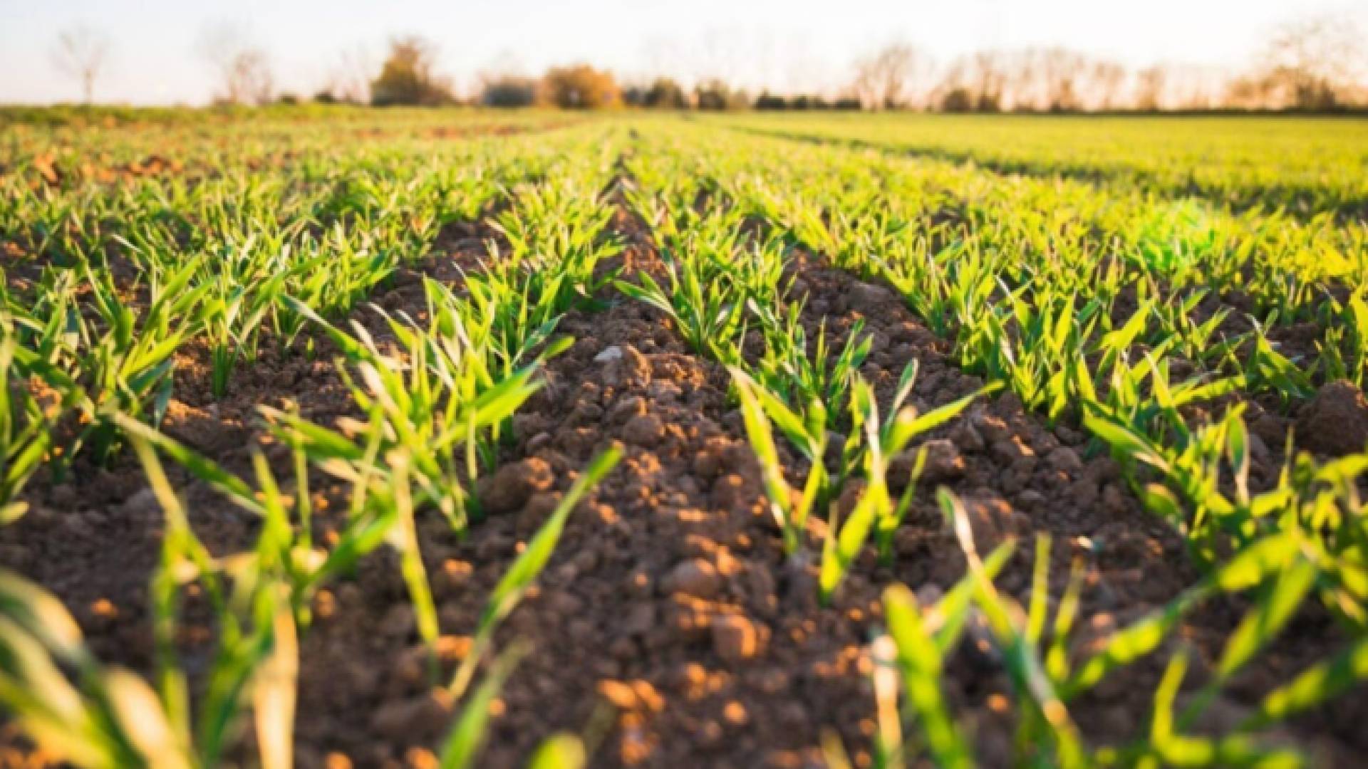 محاصيل زراعية في إيلات