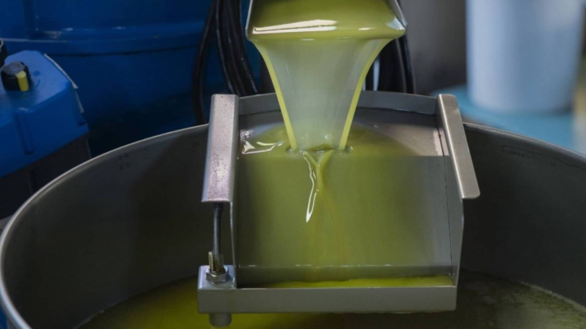 زيت الزيتون