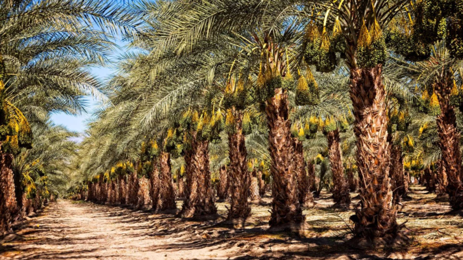 مزرعة أشجار النخيل