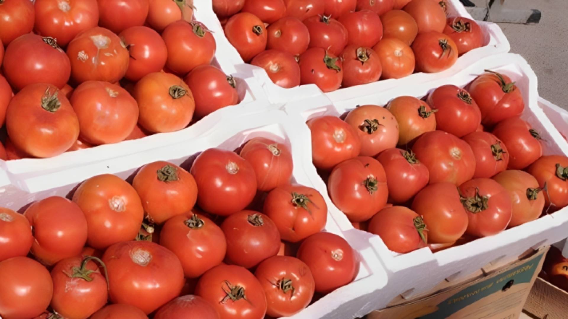 بندورة - أرشيفية