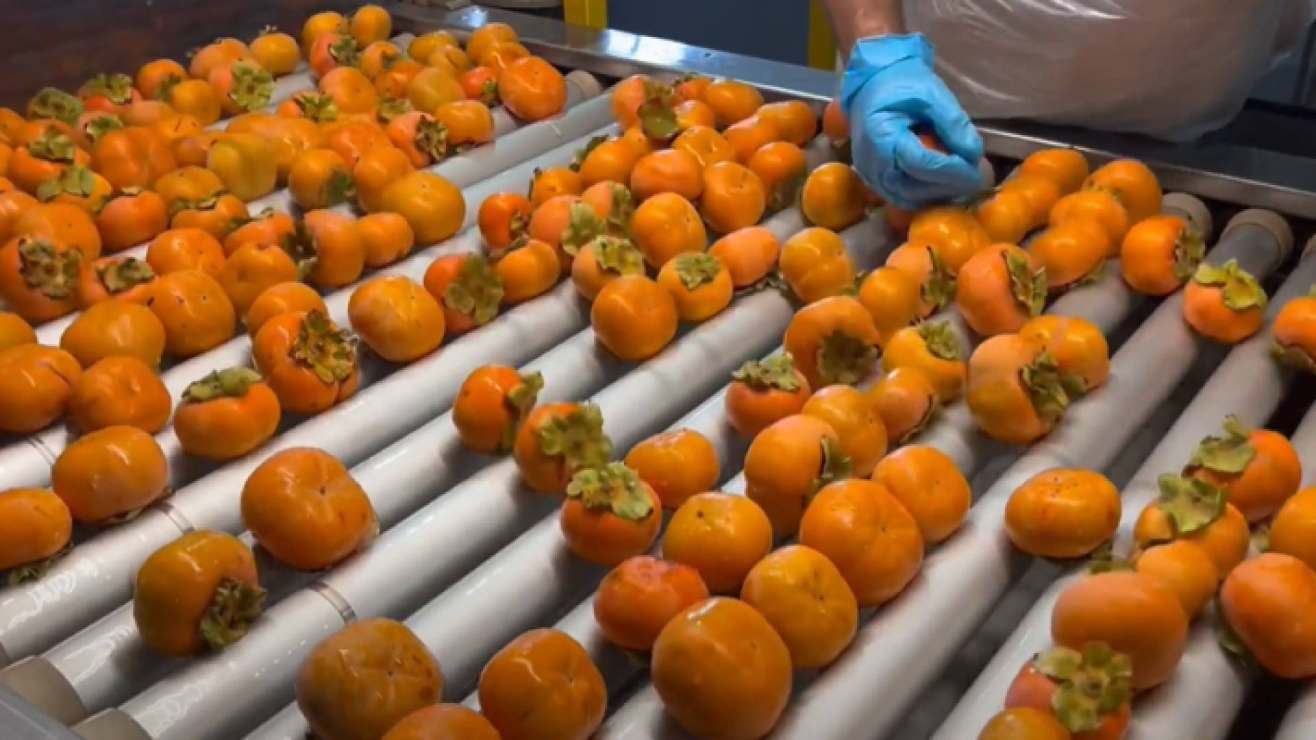 فاكهة الكاكا