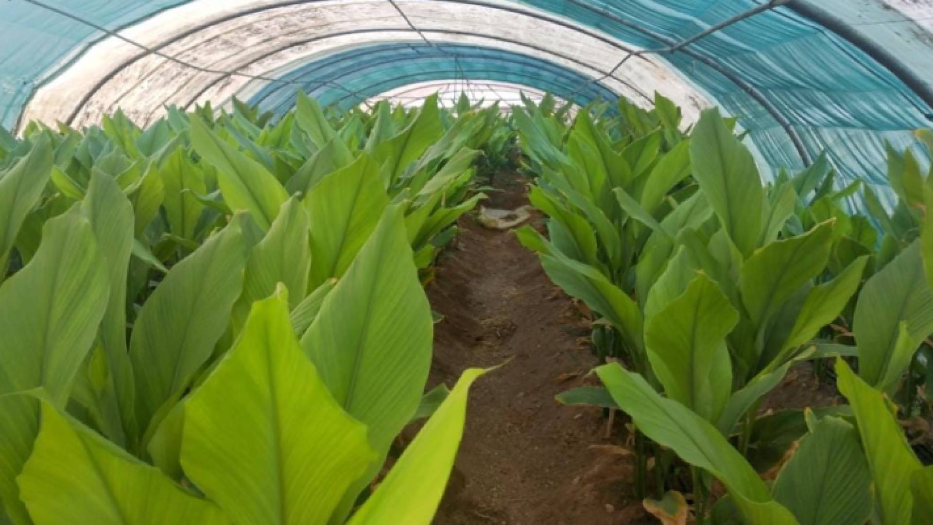 زراعة الكركم في الأردن