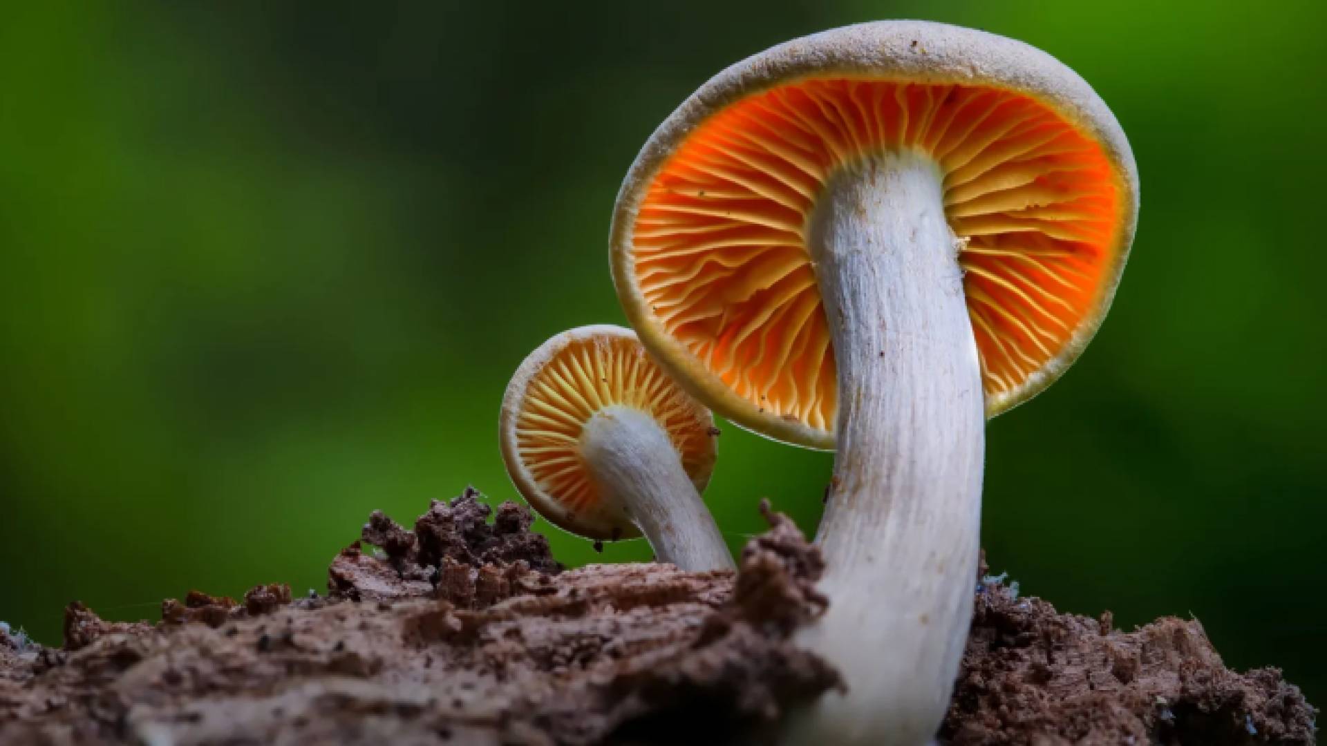 فطر - تعبيرية